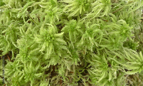 moos - Sphagnum