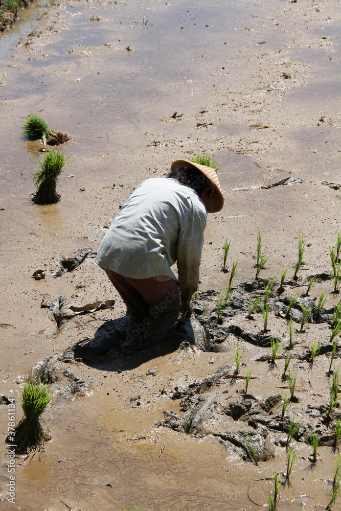 planteur de riz,sulawesi planteur de riz,sulawesi