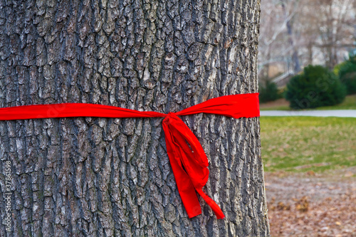 Rote Schleife am Baum photo