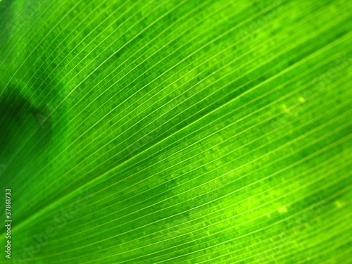 Green leaf