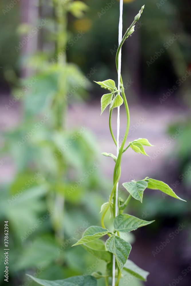 Beanstalk Beanstalk