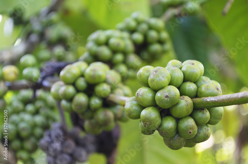 Coffee Beans