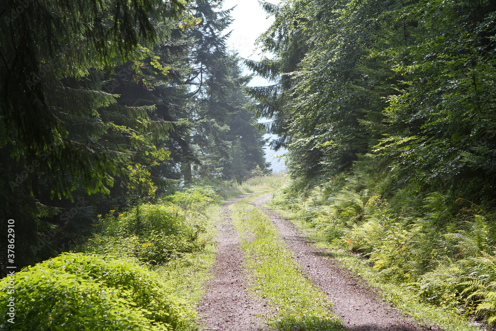 Fototapeta premium Schwarzwald 3909