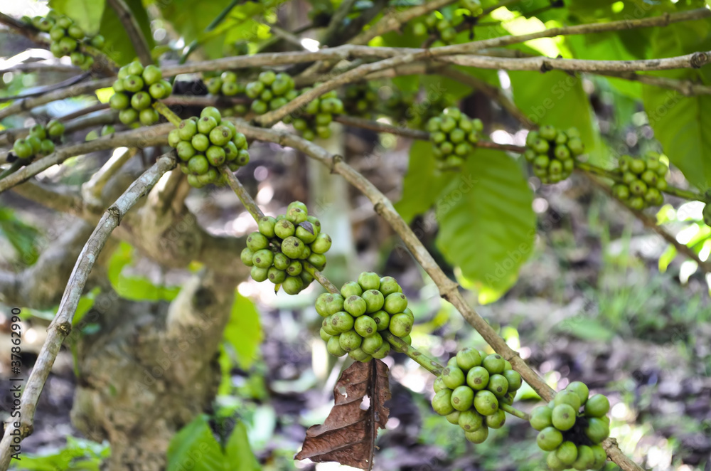 Coffee Beans