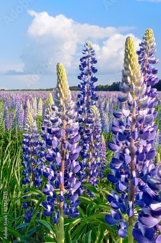 Lupines #37863135