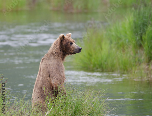 Alaskan Brown bear on hind legs