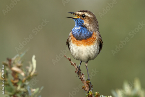 Bluethroat (Luscinia svecica) photo