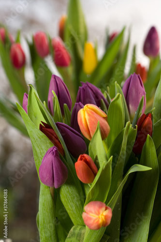 Colorful tulips