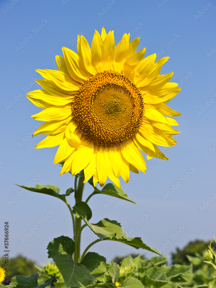 Sunflower Sunflower