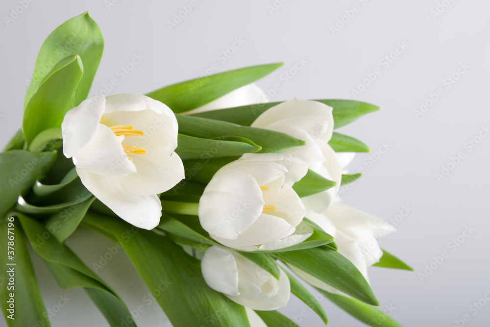 Obraz premium Bukiet białych tulipanów