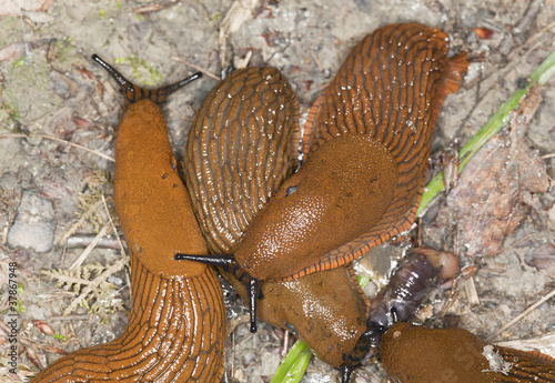 spanish slug, arion vulgaris feeding on earthworms photo