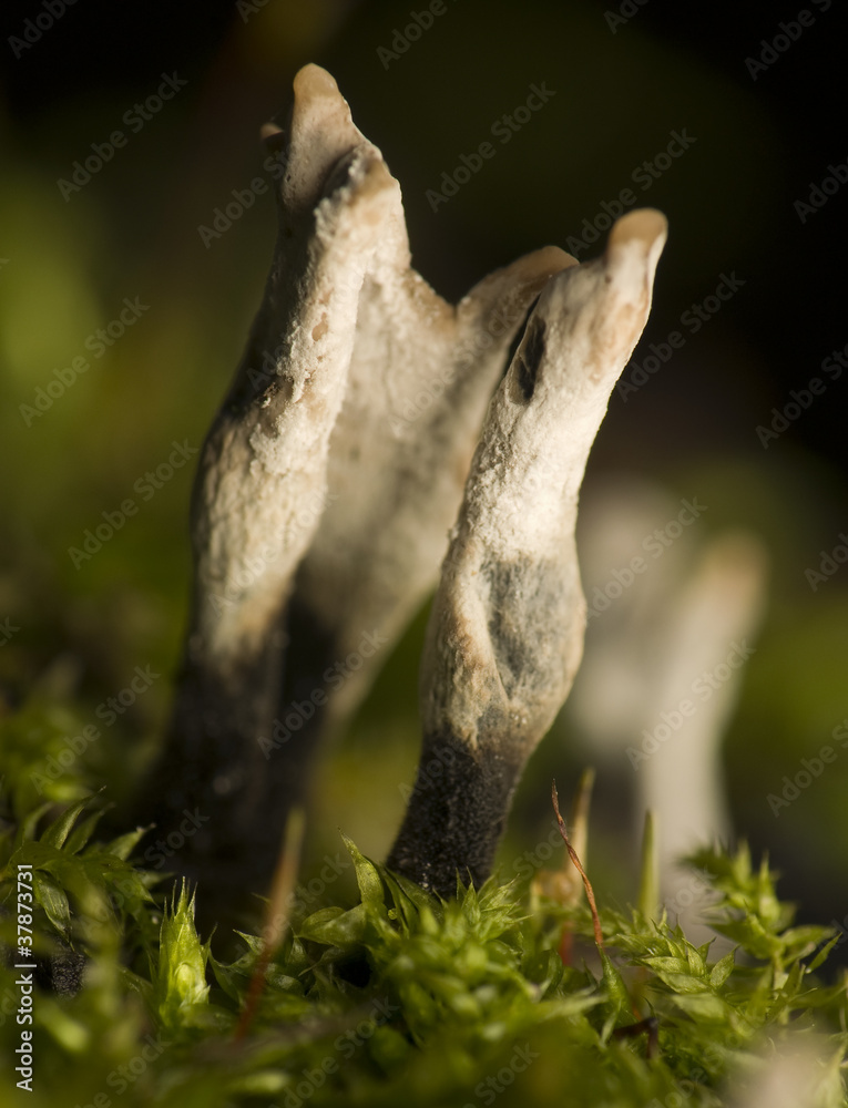 Xylaria hypoxylon