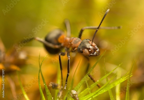 Ant - Formica rufa