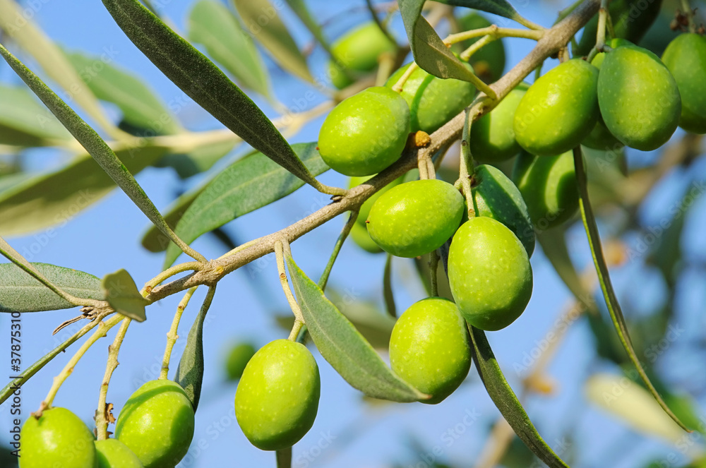 Olive 40 Olive 40