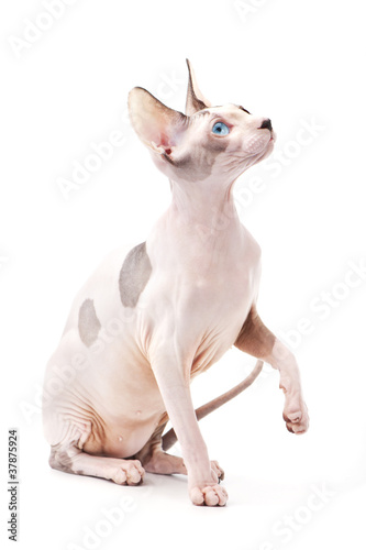 Canadian sphinx cat chocolate harlequin with blue eyes