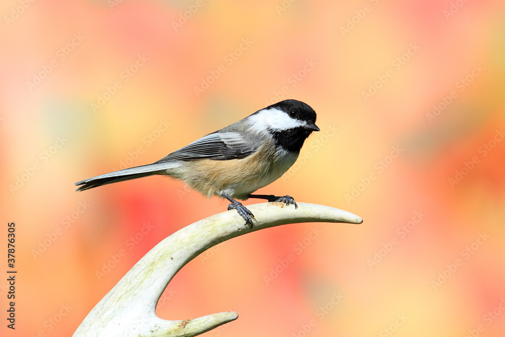 Fototapeta premium Bird On An Antler