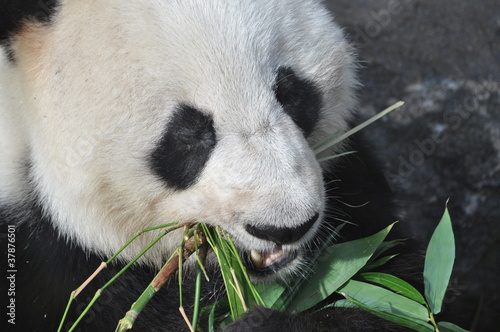 Fototapeta Naklejka Na Ścianę i Meble -  Giant Panda Stripping Bamboo