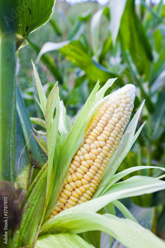 Corn field at mountain photo