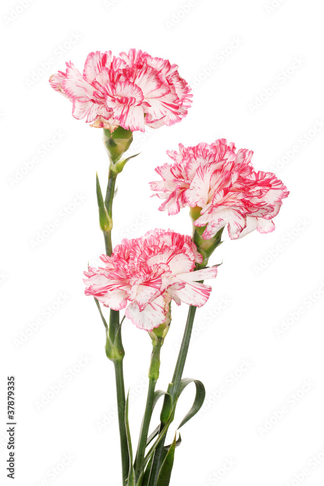 Beautiful carnations isolated on white