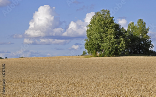 A typically Swedish rural farmland