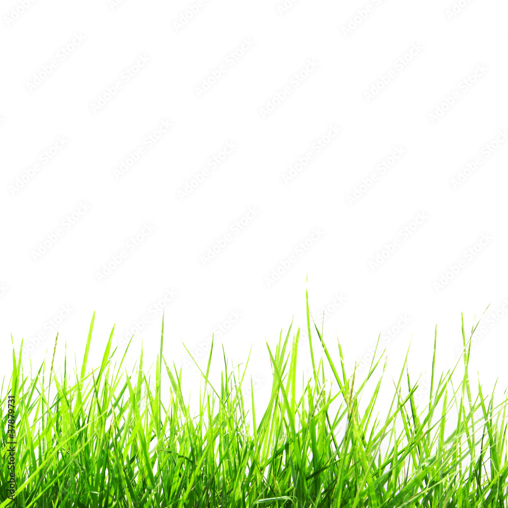 Green Grass Isolate Green Grass Isolate