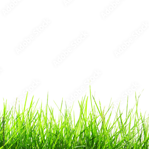 Green Grass Isolate