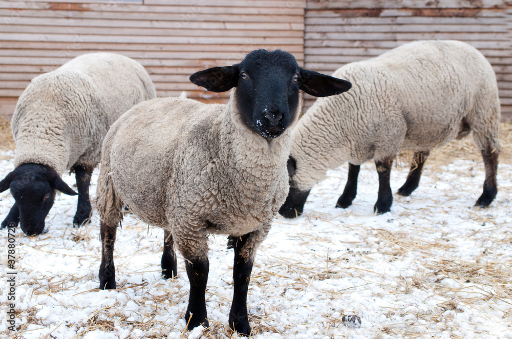 Naklejka premium Suffolk sheeps