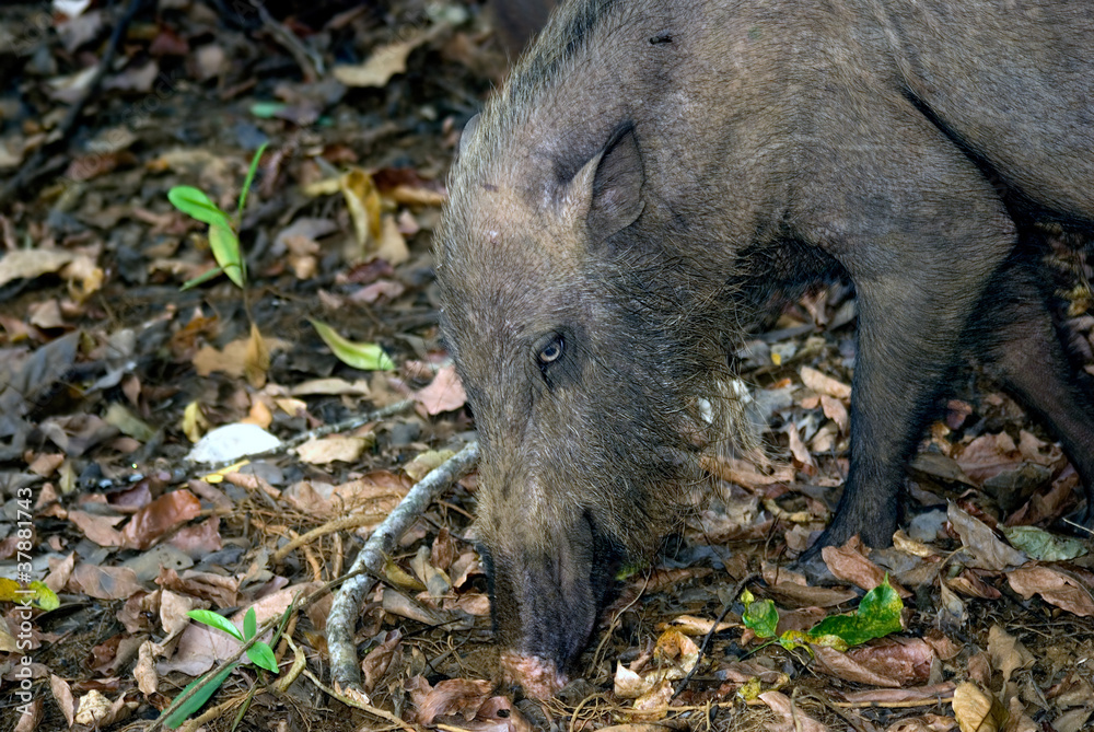 Bearded pig, Bako National Park, Borneo, Malaysia Bearded pig, Bako National Park, Borneo, Malaysia