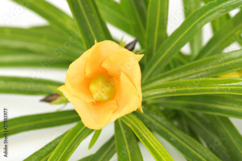 Inside of a Beautiful Mexican oleander flower photo