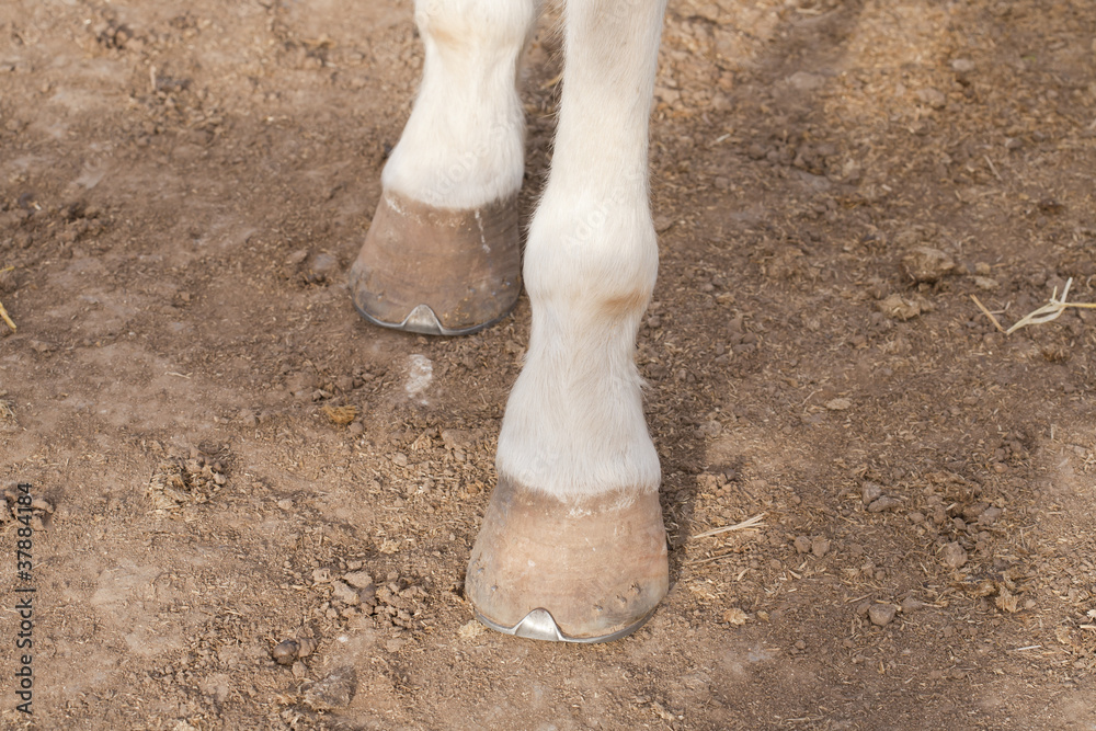 Obraz premium Spanish horse