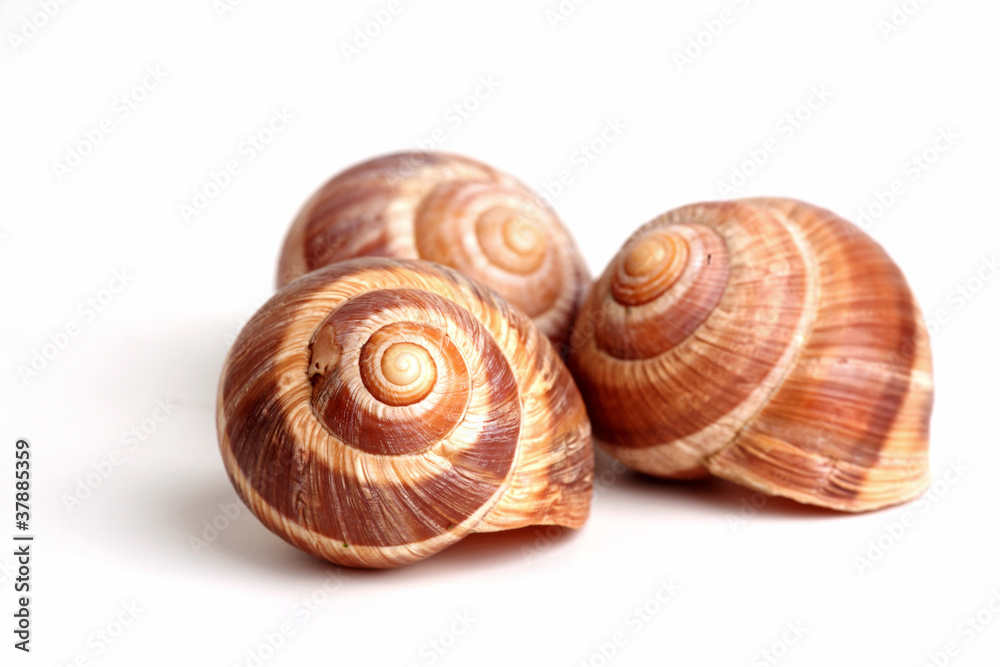 snails