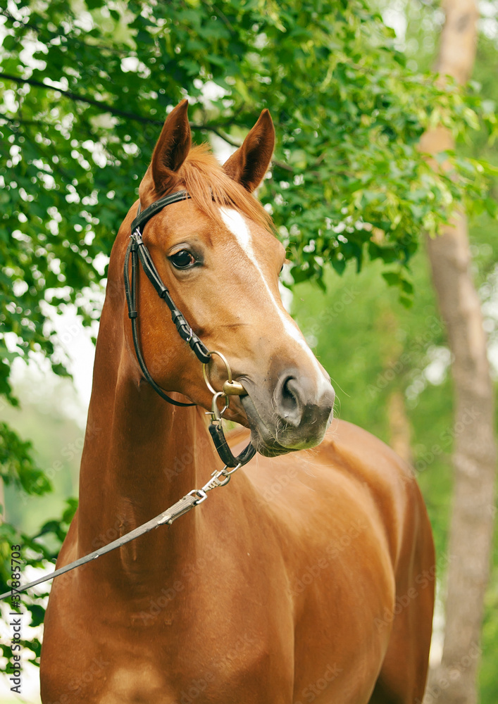 Fototapeta premium portrait of beautiful red horse