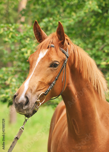 portrait of beautiful chestnut  trakehner mare