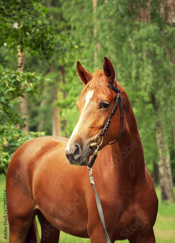 portrait of beautiful red horse at forest background