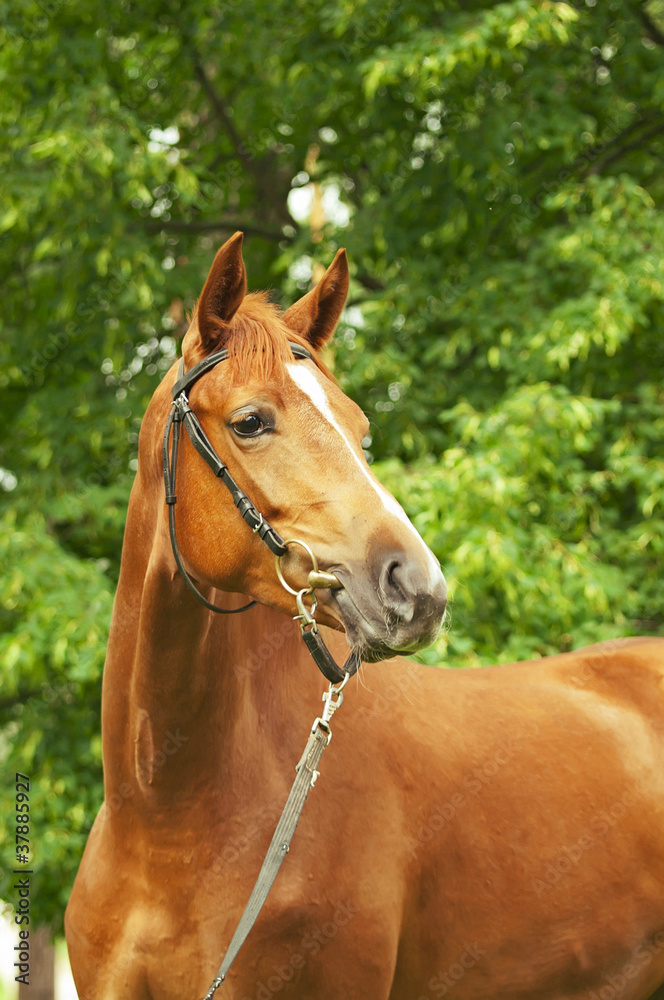 portrait of beautiful chestnut horse portrait of beautiful chestnut horse