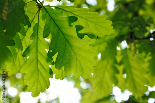 Oak leaves, foliage background