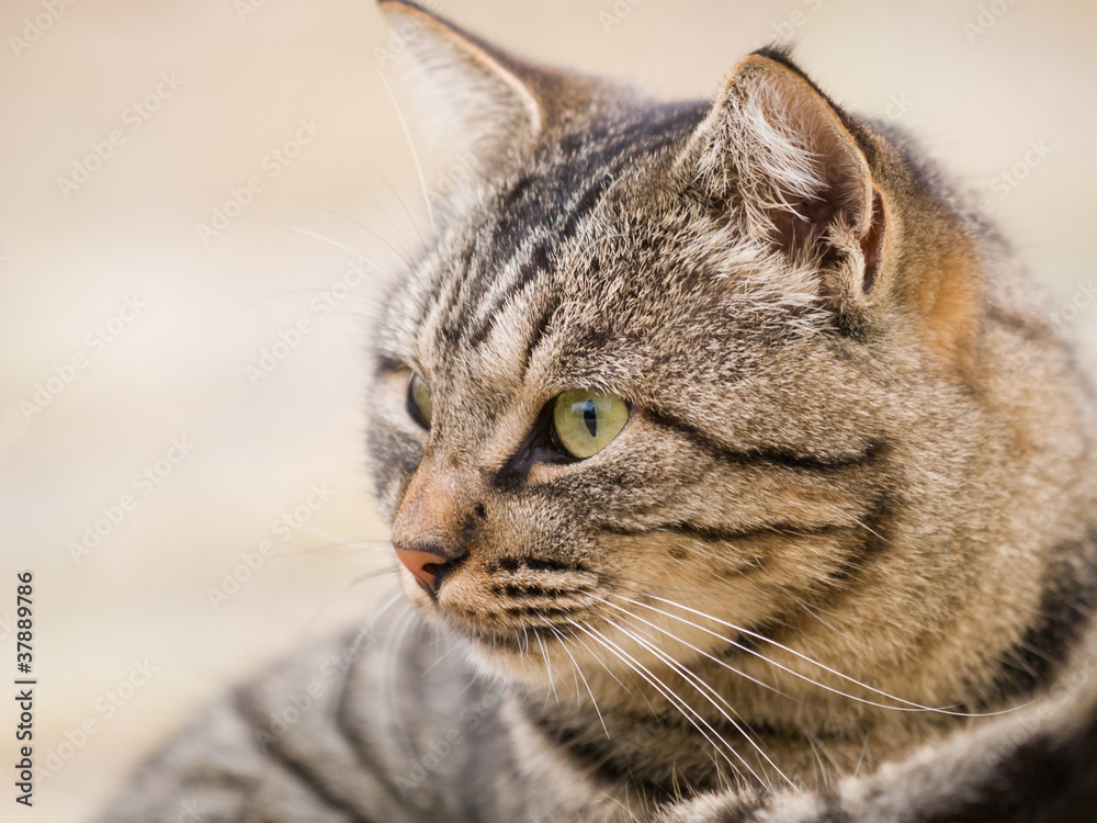 見つめる猫 見つめる猫