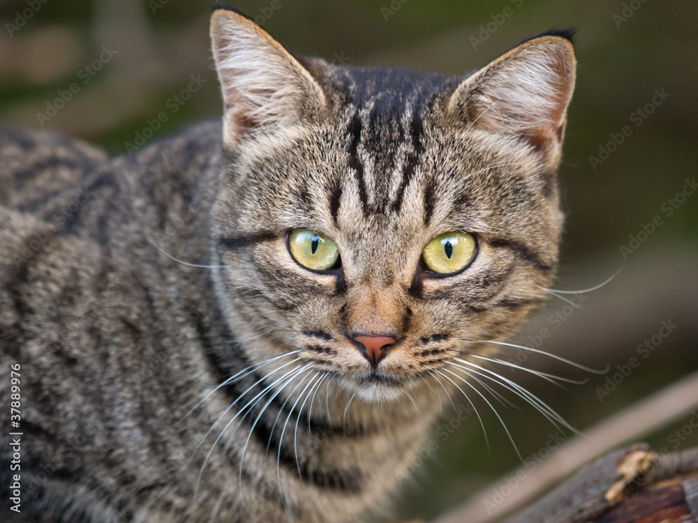 カメラ目線の猫