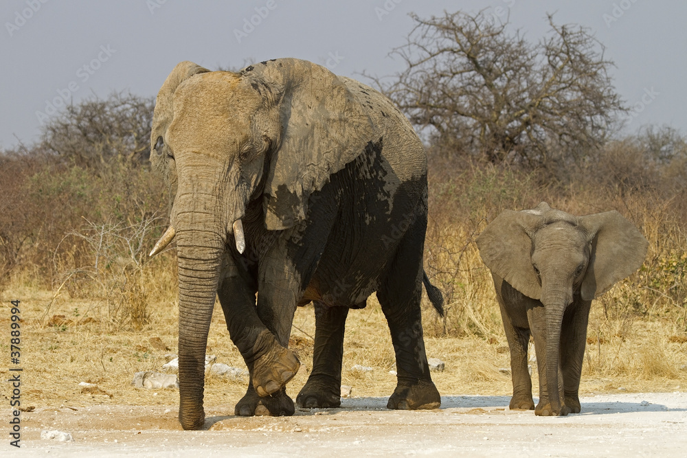 Fototapeta premium Elephant cow with baby; Loxodonta africana
