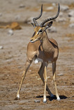 Black-faced impala; Aepyceros melampus petersi