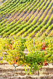 vineyars near Tautavel, Languedoc-Roussillon, France