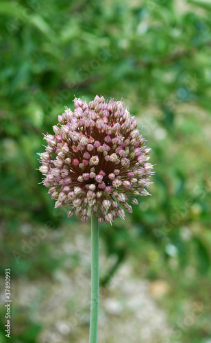Flore et faune du Biokovo - Ail    t  te ronde  Allium sphaeroce