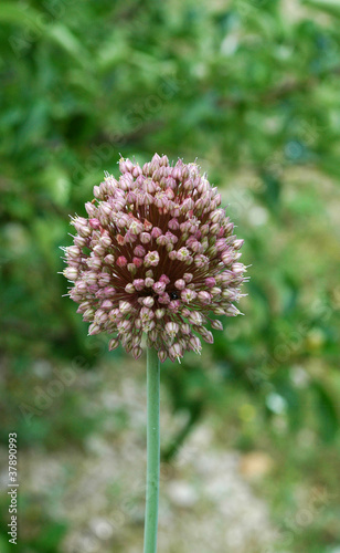 Flore et faune du Biokovo - Ail à tête ronde (Allium sphaeroce photo