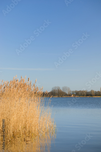 Reed in Dutch lake