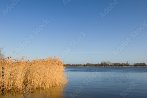 Reed in Dutch lake