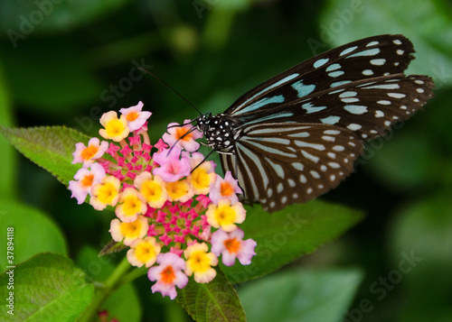 Blue butterfly, Ideopsis sp. from Japan © Arrlfx