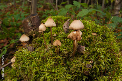 Mushrooms in green forest