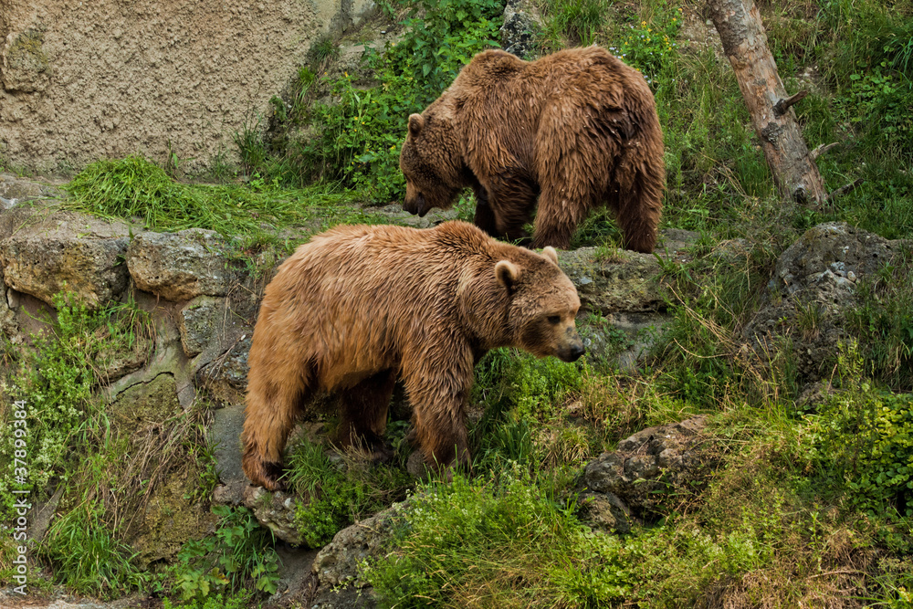 Obraz premium Bear portrait in Salzburg zoo
