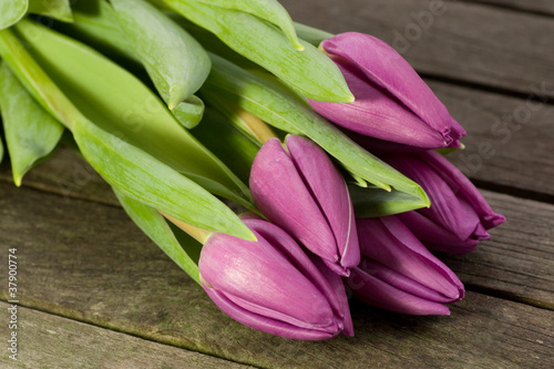 Purple tulips