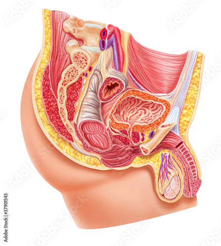 Anatomy male reproductive system photo